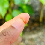 Three Petal stud ST010 (pair)