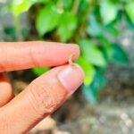 Moon stud ST004(pair)