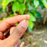 Green helix stud ST009(pair)