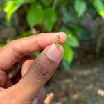 green helix stud (pair)