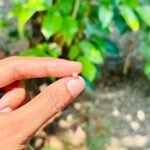 Star stud ST008(pair)