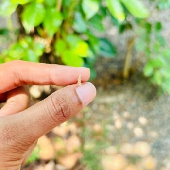 white helix stud ST007(pair)