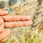 Single stone stud